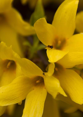 yellow forsythia in spring