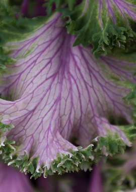 leaves in the garden