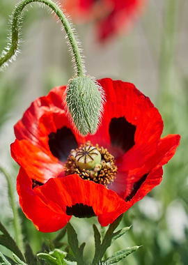 cultivated poppy