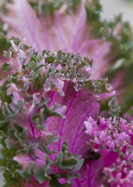 leaves in the garden