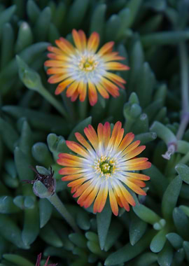 sedum flower