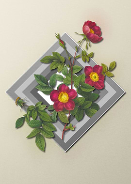 Light Pastel Alpine Rose