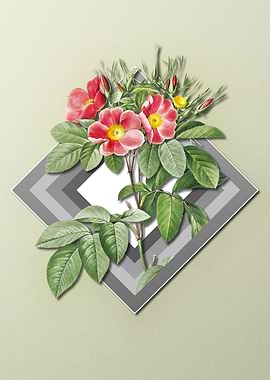 Rose Floral on Geometric