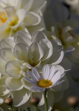 daisies in the garden