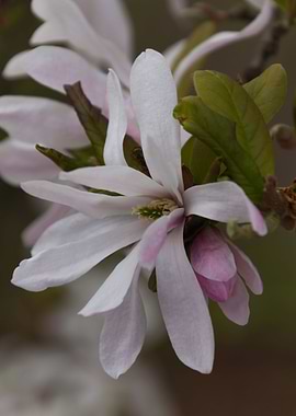 blooming magnolia flowers