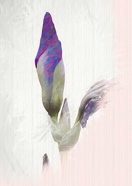 iris gladiolus in bloom