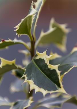 leaves in the garden