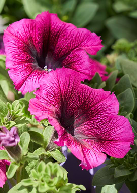 digitalis purpurea flower