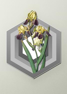 Iris on Geometric Pastel