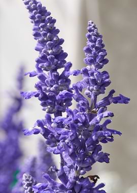 salvia coccinea in bloom
