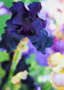 iris gladiolus in bloom