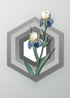 Iris on Geometric Pastel