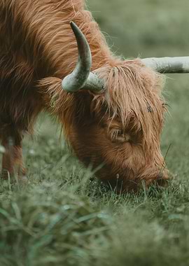 Eating Highland Cattle