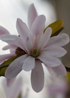 blooming magnolia flowers