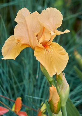 iris gladiolus in bloom