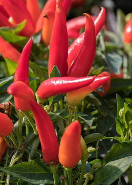 chili pepper for food
