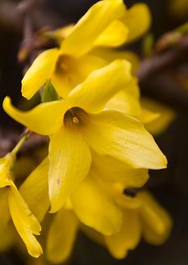 yellow forsythia in spring