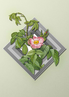 Light Pastel Apple Rose