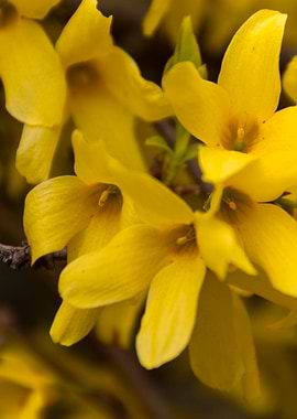 yellow forsythia in spring