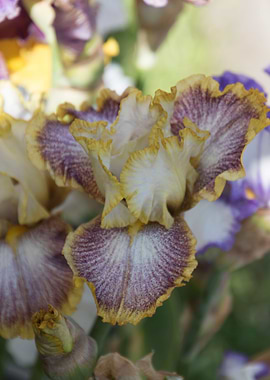 iris gladiolus in bloom in