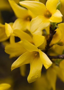 yellow forsythia in spring