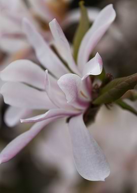 blooming magnolia flowers
