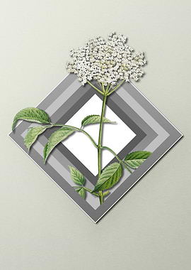 Elderflower Spring Pastel