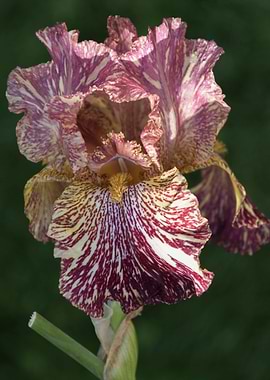 iris gladiolus in bloom in
