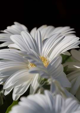 daisies in the garden