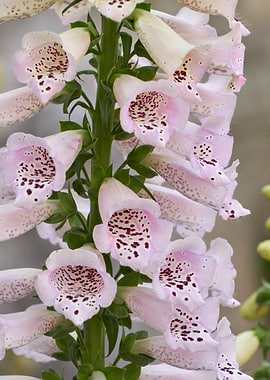 digitalis purpurea flower