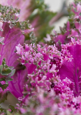 leaves in the garden