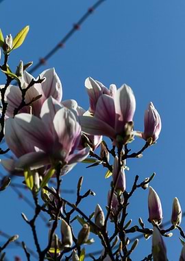 blooming magnolia flowers