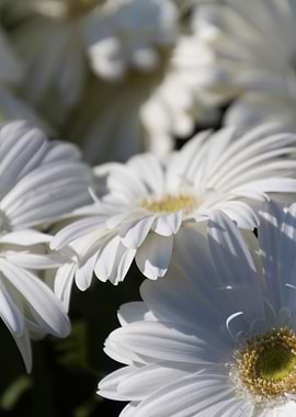 daisies in the garden