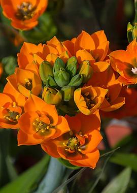 ornithogalum in spring