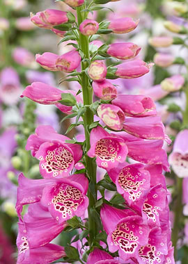 digitalis purpurea flower