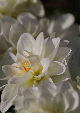 flower in the garden