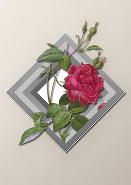 Light Pastel Bengal Rose