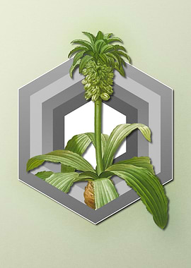 Eucomis Geometric Pastel