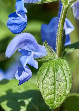 salvia coccinea in bloom