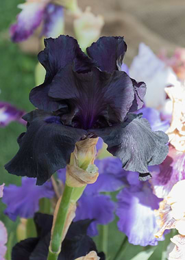 iris gladiolus in bloom in