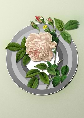 Spring Pastel White Rose