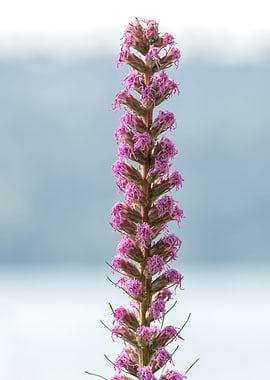 liatris spicata flower