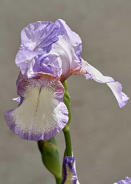 iris gladiolus in bloom