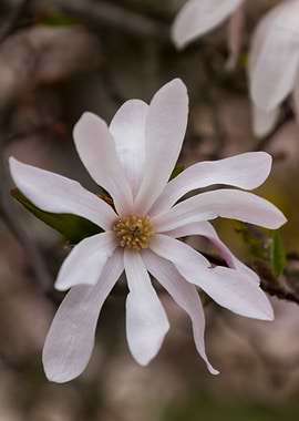 blooming magnolia flowers