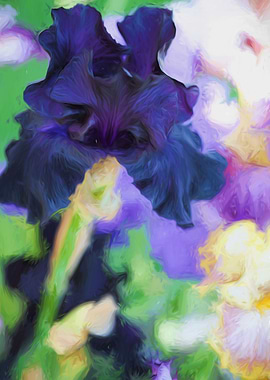 iris gladiolus in bloom