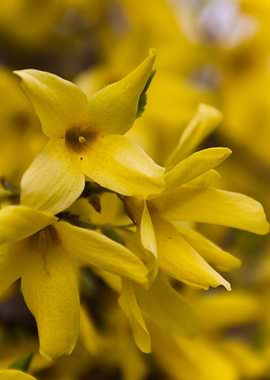 yellow forsythia in spring