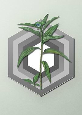 Dayflower On Paper Shield