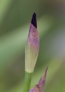iris gladiolus in bloom in