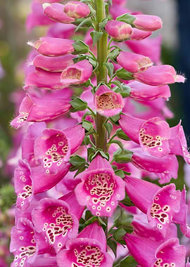 digitalis purpurea flower