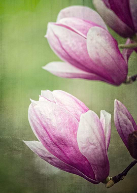 blooming magnolia flowers